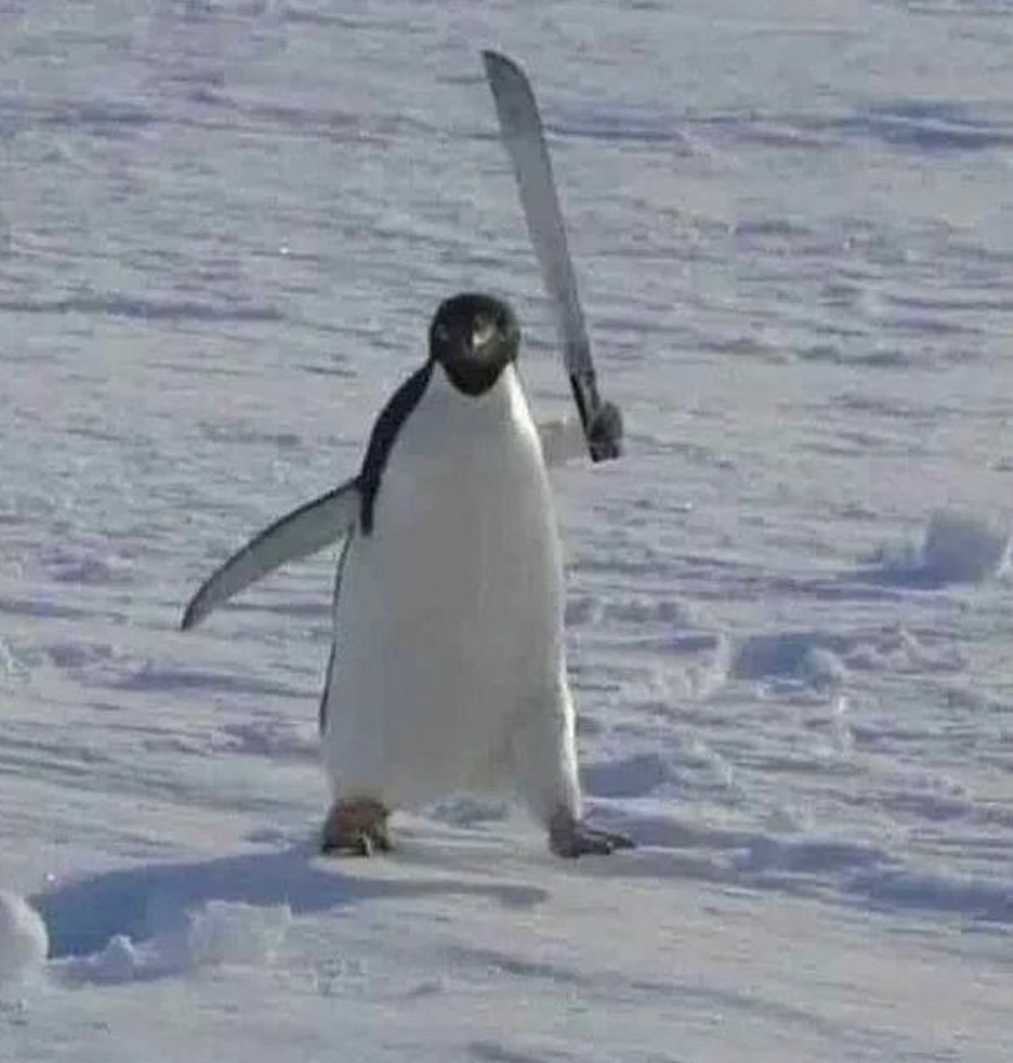 penguin with machete